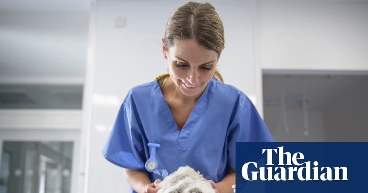 ‘It feels like they’re pulling figures out of the sky’: UK pet owners welcome crackdown on vet fees