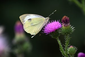 Niederaussem, Germany: a cabbage white butterfly (Pieris rapae) sits on a thistle flower