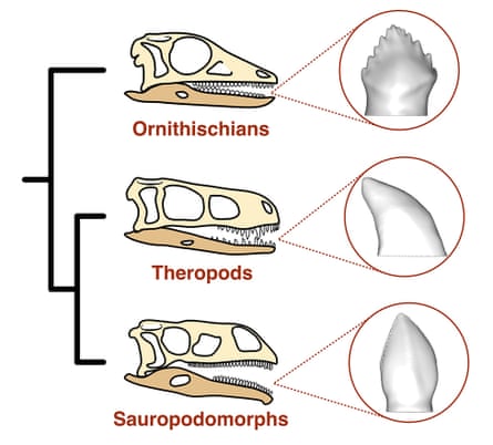 Drawings of the skulls of early relatives of sauropods showing that their teeth were different shapes