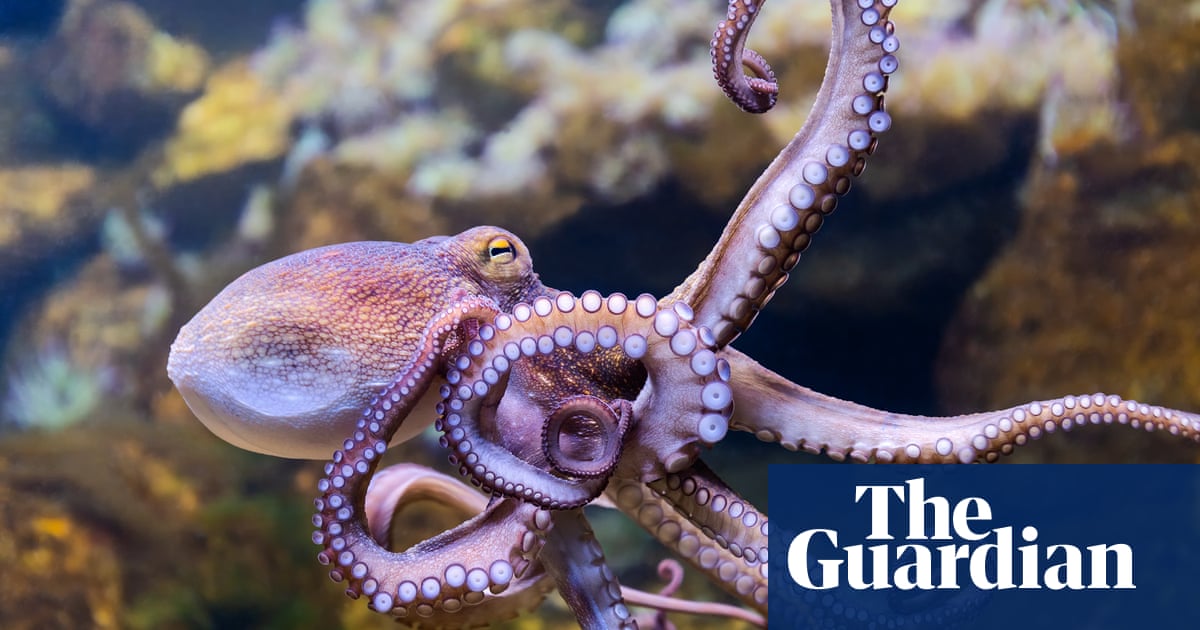 Octopuses could lose eyesight and struggle to survive if ocean temperatures keep rising, study finds | Climate crisis