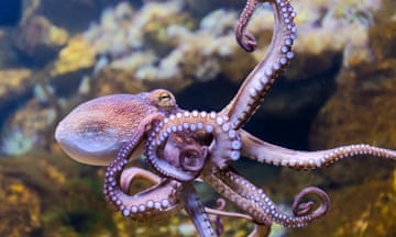 Stock image of a common octopus
