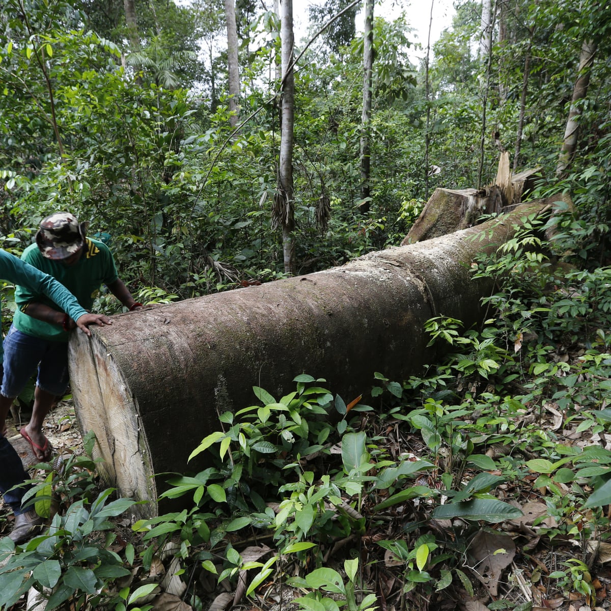 Brazilian Farmers Attack Indigenous Tribe With Machetes In Brutal Land Dispute Brazil The Guardian