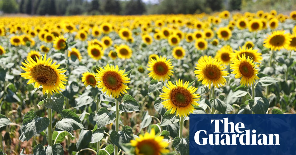 Seeds of doubt: mystery remains over how sunflowers track light