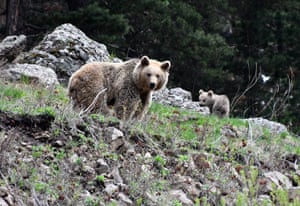 Um urso pardo e seu filhote se aventuram após acordar da hibernação com a chegada da primavera no distrito de Sarikamis, em Kars, Turquia