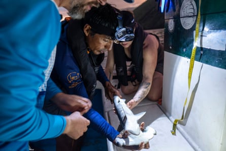 Two men and woman crouch over a small hammerhead shark being held upside down. A tape measure hangs nearby