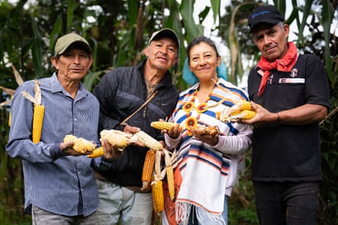 Três homens e uma mulher sorriem segurando espigas de milho em frente a plantas de milho