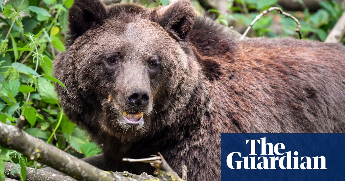 Brown bears ‘switch habitats’ to hunt vulnerable prey
