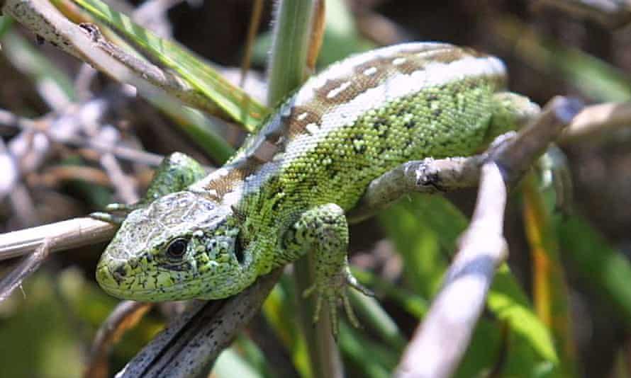 Threatened species in England
Embargoed to 0001 Friday December 4 Undated handout photo issued by Natural England of a Sand Lizard, one of the 100 of England’s most threatened species which are being thrown a lifeline with a £4.6 million grant for conservation work. PRESS ASSOCIATION Photo. Issue date: Friday December 4, 2015. The Heritage Lottery Fund money will go towards the “back from the brink” project, which will see a range of organisations working to save key species including the sand lizard and the Duke of Burgundy butterfly from extinction