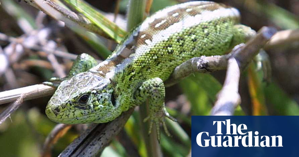 thousands of lizards delay