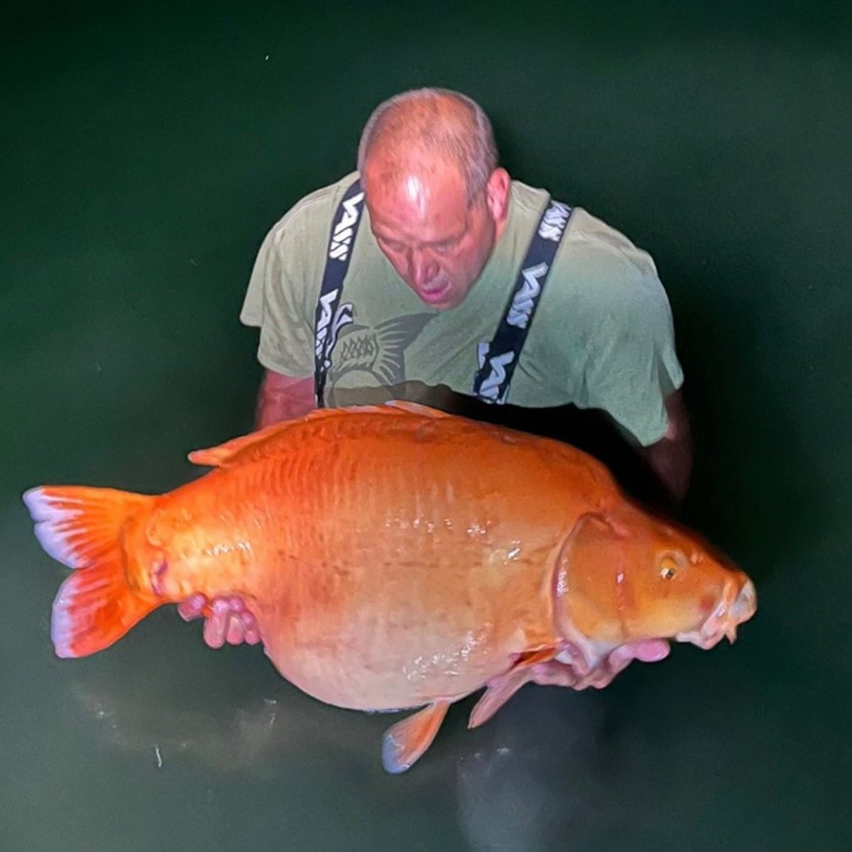 Moneter Goldfish Fattest Goldfish In The World World's Fattest Goldfish