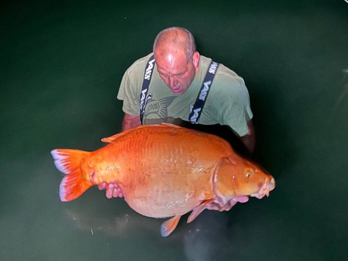 Moneter Goldfish World39s Fattest Goldfish World's Longest Goldfish Caught In