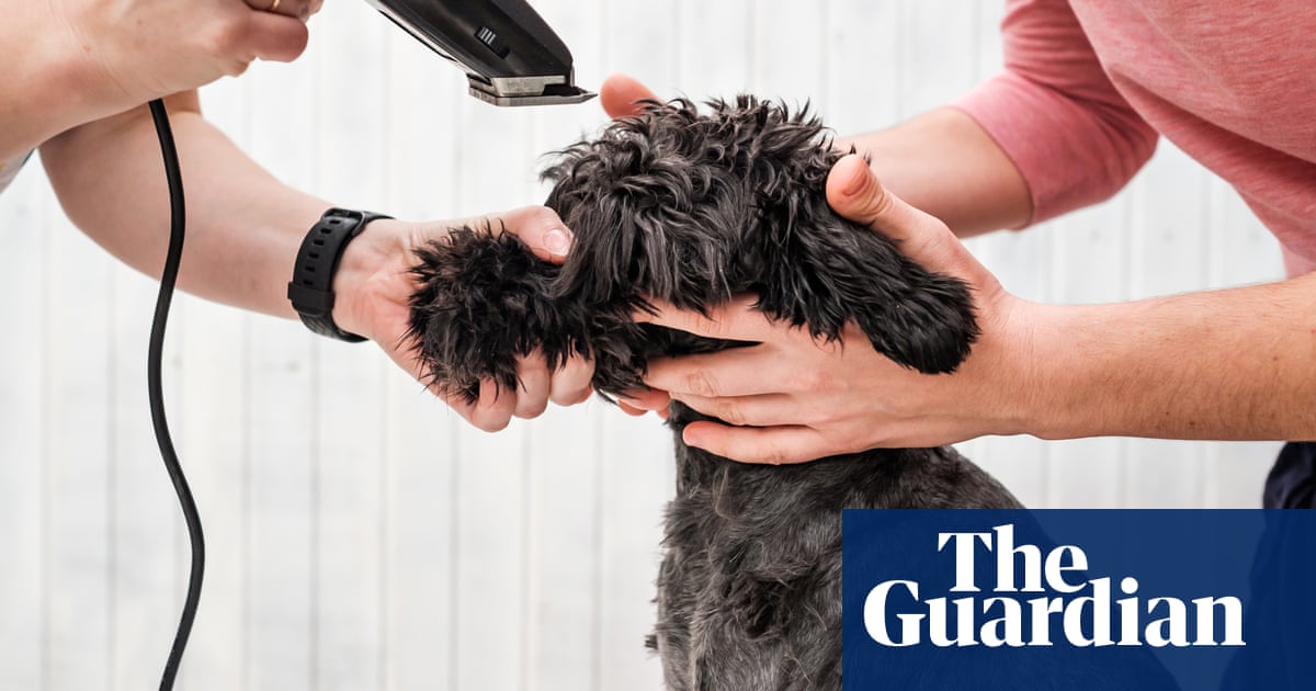 Tim Dowling: the dog needs a haircut, and I’m next in line