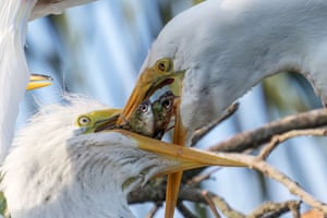 Uma garça-branca-grande alimenta seu filhote com dois peixes prateados no viveiro do Parque Zoológico St. Augustine Alligator Farm, em St. Augustine, Flórida, EUA. Este renomado viveiro oferece um santuário para aves pernaltas selvagens e atrai fotógrafos da vida selvagem do mundo todo.