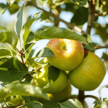 Apple ‘Sunset’, www.thompson-morgan.com