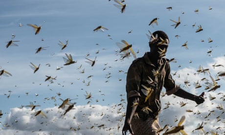 A locust swarm  in Samburu County, Kenya 2020. (Photo by Fredrik Lerneryd/Getty Images)