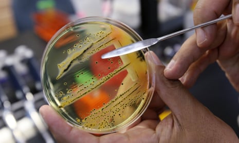 Salmonella, seen growing on a petri dish, is one of 12 antibiotic-resistant bacteria listed by the World Health Organisation as posing the greatest threat to human health.