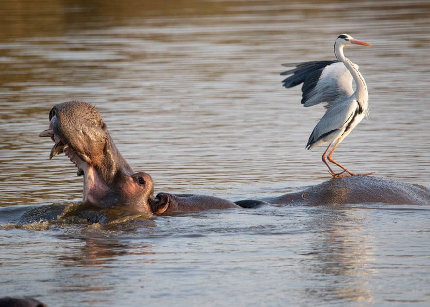 Hippopotamus and heron