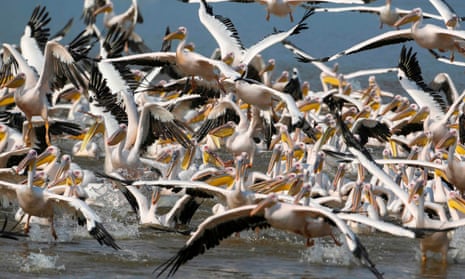 Great white pelicans flock