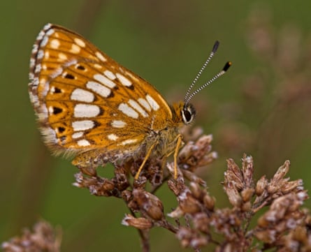 The Duke of Burgundy butterfly has made unexpected gains in recent years.