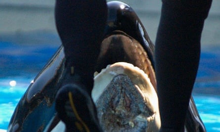 An orca in captivity at Sea World San Diego. The photo shows an injury that Nakai sustained in 2012.