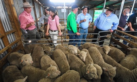 Merino lambs born in 2018 from 50-year-old semen at the Balmoral Field Day sheep trial near Coleraine in Victoria
