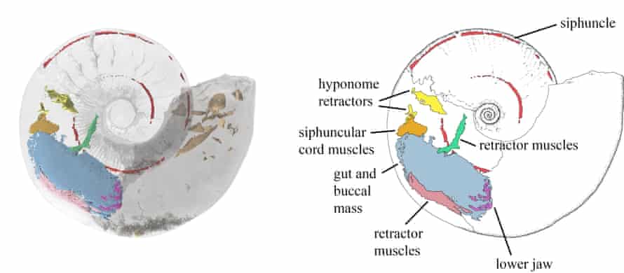 Reconstrucción 3D de amonitas creadas a partir de datos de escaneo de rayos X y neutrones.