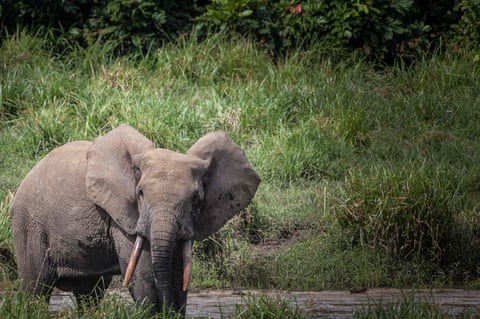 Forest elephant at Langoue Bai in the Ivindo national park, Gabon
