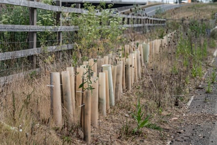 Rows of plastic tree shrouds next to the roadside