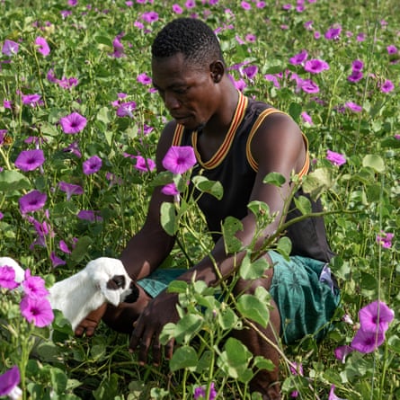 Maxwell tends to a lamb surrounded by ipomoea flowers