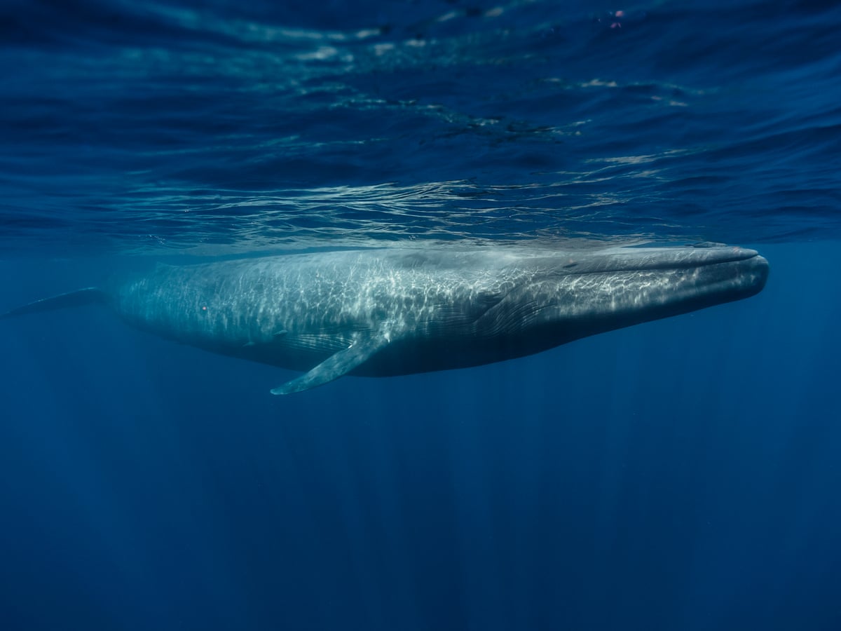 The killing of a blue whale reveals how disconnected we are from ...