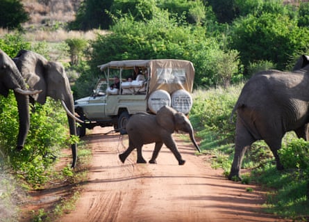 A herd of elephants crosses and dirt road next to a 4X4