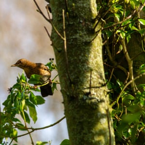 A female blackbird