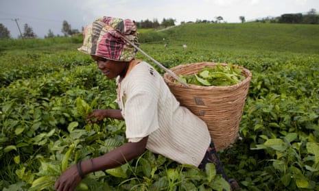A woman harvests fresh tea leaves in Fort Portal, Uganda.