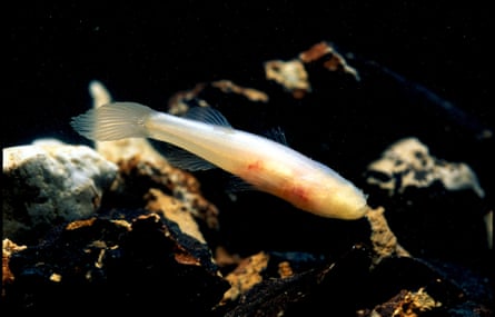 The Ozark cavefish