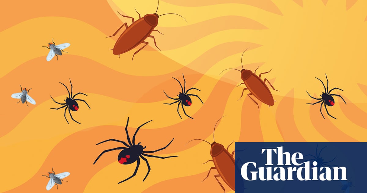What's bugging us? Meet the insect species crawling back for the Australian summer
