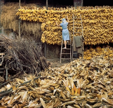 A woman is climbing a ladder to pick the corn. In the foreground is a huge pile of corn laid out to dry