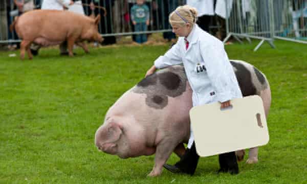 Prize Pigs Freak Veg And Haggis Hurling Readers Best Uk Country Shows Festivals The Guardian Lambs Farm Craft Fair 2022