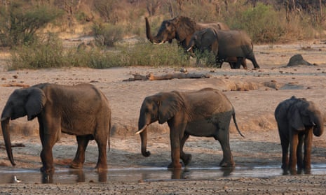 Elephants near a watering hole