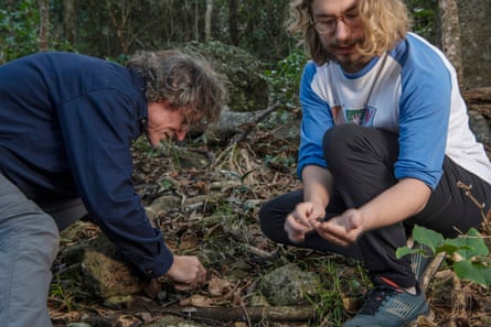 Maxim Edwards, right, and Nicholas Carlile hunt for the critically endangered cockroach Panesthia lata on Lord Howe Island.
