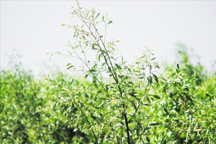 The tops of young trees