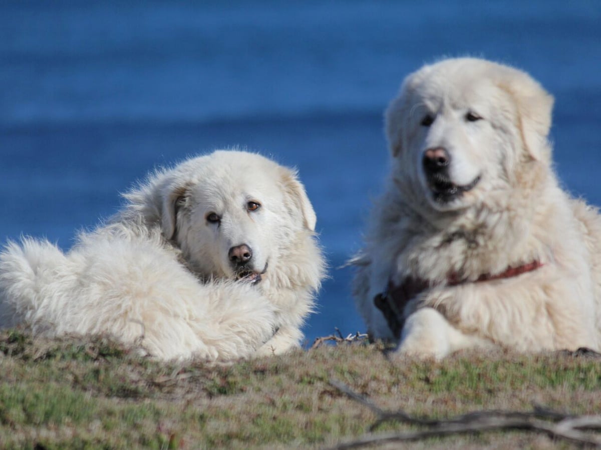 Oddball The Dog Who Saved A Penguin Colony And Inspired A Film Dies At 15 Animals The Guardian Oddball The Dog Who Saved A Penguin Colony And Inspired A Film Dies At 15 Animals The Guardian