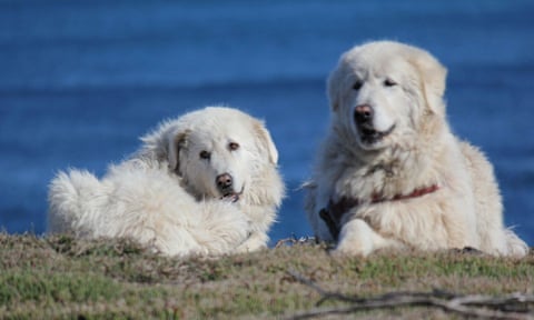 The maremma dogs that act as guardians to a colony of 150 penguins in Warrnambool, Victoria.