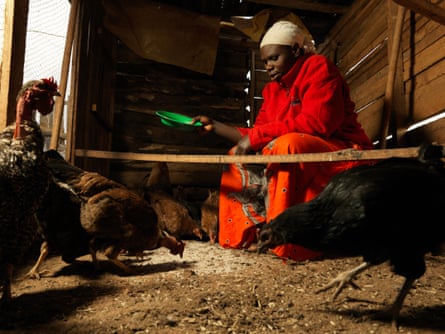 Villager Rahema Rashid feeds her free-range poultry