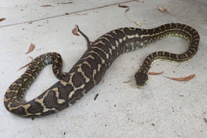 Queensland, Australia. A large python attempts to digest a pet cat. A woman found the two-metre snake with its bulging belly asleep in her garden