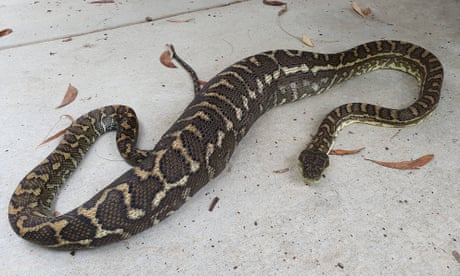 Snakes On A Plate Australian Man Shocked After Massive Serpents Crash Through Kitchen Ceiling Environment The Guardian