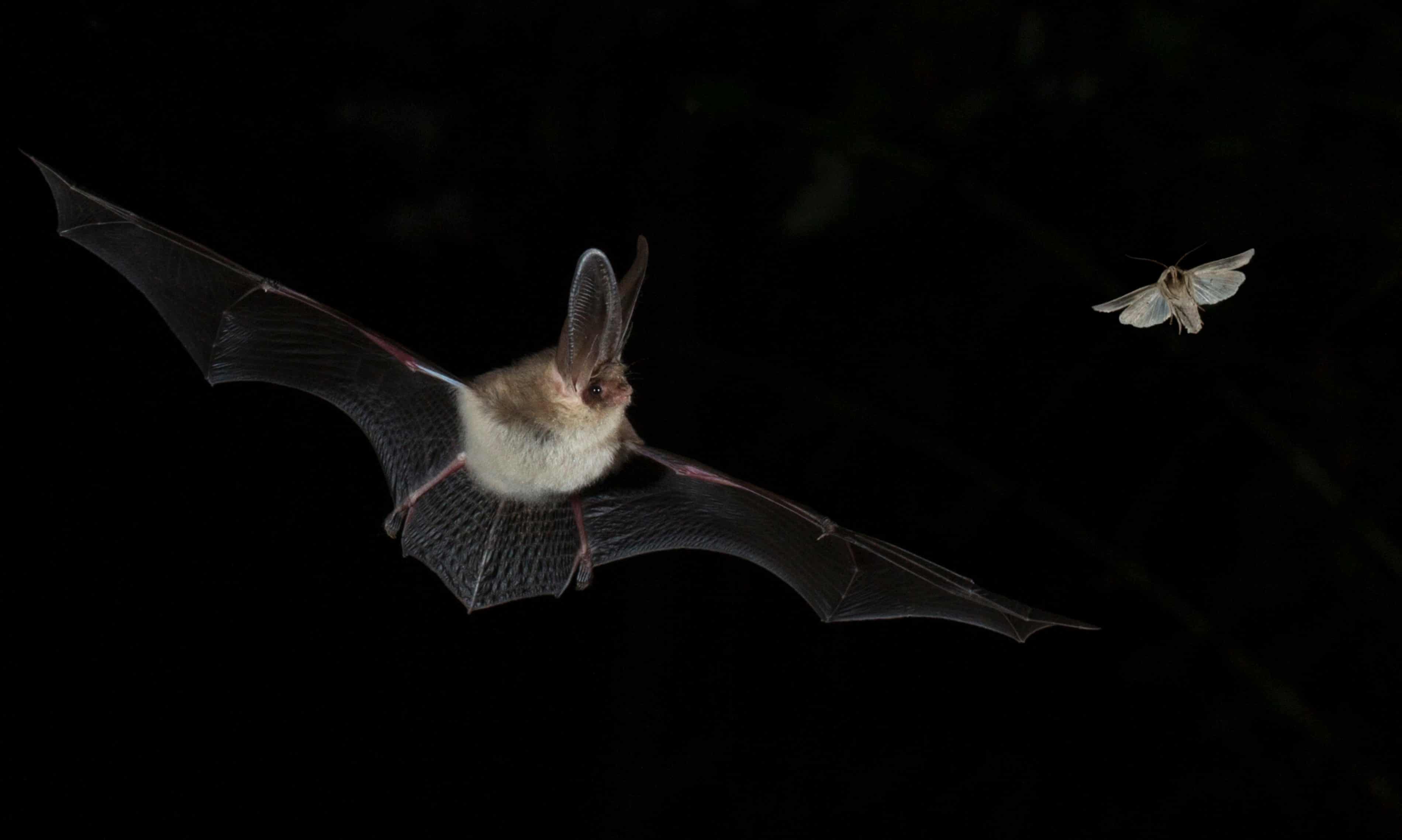 Where are all the bats? – alarm as numbers fall in England (theguardian.com)