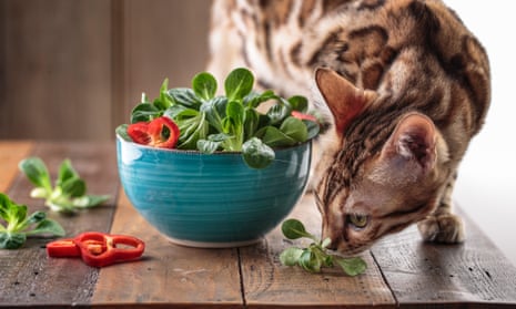A bengal cat on a work surface smelling a salad leaf