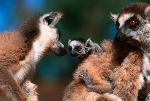 Ring-tailed lemur females with infants in southern Madagascar