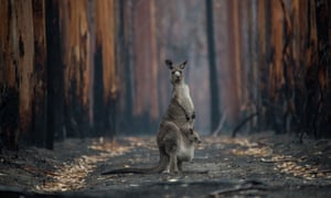 Not all affected animals were killed outright by flames or heat; starvation, dehydration and predation would also have played a part in the aftermath of the fires.