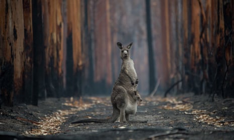Australia bush fire, kangaroo and joey in a burnt forest, on Kangaroo Island, southwest of Adelaide / bushfires